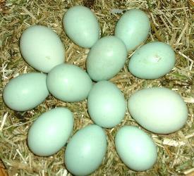 جوجه درآوری خارق العاده تخم مرغهای نطفه دار کثیف ، پس از غوطه ورسازی در محلول2درصد هیدروکر